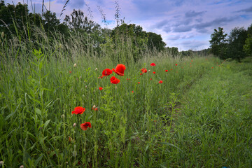 poppies in a field of wheat