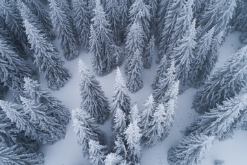 Top down of evergreen forest covered in snow