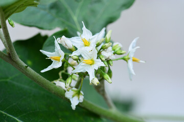white flower in the garden 