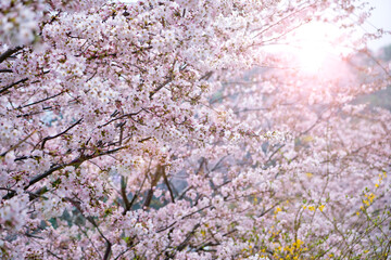 Cherry blossoms or Sakura flowers in Japan.