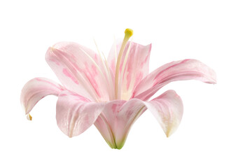 Beautiful blooming pink lily flower isolated on white