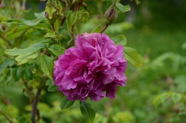 Tea rose growing in the garden with drops of water after rain. It is used for brewing tea. Wallpaper,