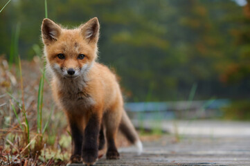 Wild baby red fox at the beach, June 2020, Nova Scotia, Canada