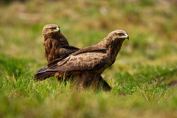 Pair of lesser spotted eagles, clanga pomarina, sitting on the ground on green meadow in summer nature. Two birds of prey with brown plumage close together from low angle view.