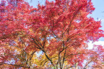 The Autumn Colors of Echizen Ono Castle in Fukui, Japan
