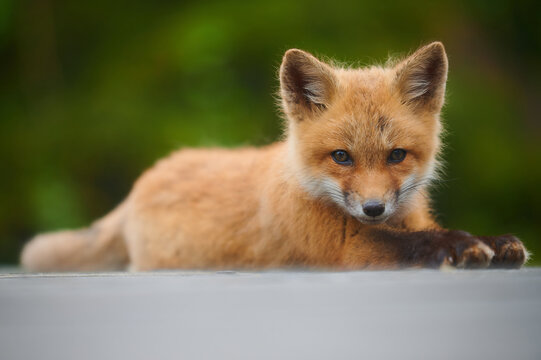 Wild baby red fox at the beach, June 2020, Nova Scotia, Canada