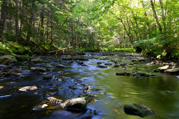 river in the forest