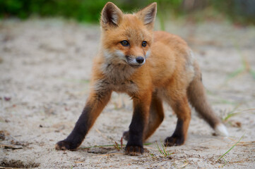 Naklejka na ściany i meble Wild baby red fox at the beach, June 2020, Nova Scotia, Canada