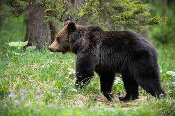 Obraz na płótnie Canvas brown bear, ursus arctos, crossing stream and stepping into water with paw in tranquil summer forest. Furry wild mammal on riverside in woodland splashing.