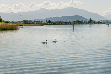 Rapperswil, Zürichsee, Obersee, Seeufer, Schilf, See, Naturschutz, Oberer Zürichsee, Wasservögel, Boote, Lachen, Glarner Alpen, Tourismus, Sommer, Schweiz
