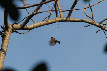 red vented bulbul flying around tree for making nest