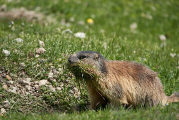 Alpine Marmot Marmota Marmota Switzerland Alps Mountains