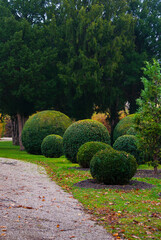 Beautiful ball-shaped green coniferous bushes in the autumn park. Ball-shaped bushes on a green lawn in a city park.
