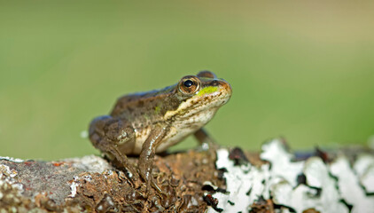 Perez's Frog (Pelophylax perezi)