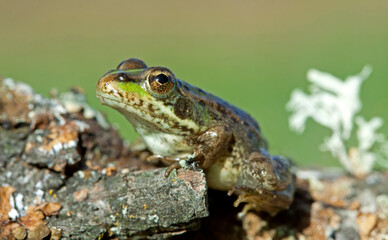 Perez's Frog (Pelophylax perezi).
