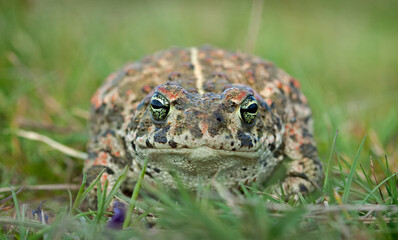 Natterjack toad (Epidalea calamita)