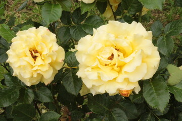 
Delicate yellow roses bloom on a bush in the summer in the garden