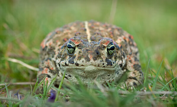 Natterjack toad (Epidalea calamita)