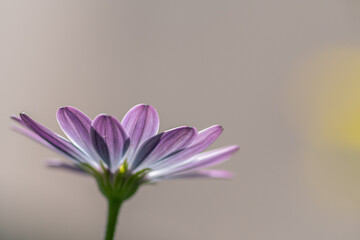 Closeup of a purple afrcian daisy against a blurred background