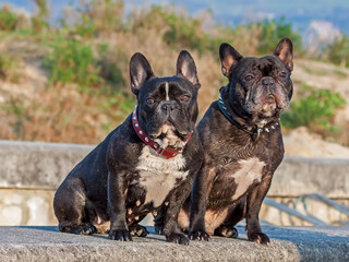 Couple of French Bulldog