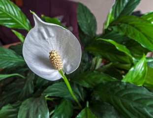 Peace Lily Flower (Spathiphyllum)