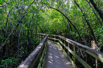 wooden bridge in the forest