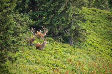 Herd of several red deer, cervus elaphus, stags with growing antlers in summer mountains. Group of wild animals feeding on hillside of gorge among spruce trees