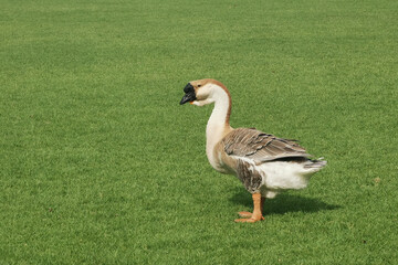 Gray goose on the green grass
