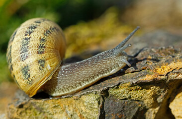 Garden snail (Helix aspersa)