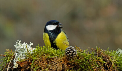 Great Tit singing (Parus major)