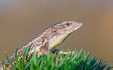 Long-tailed lizard (Psammodromus algirus)