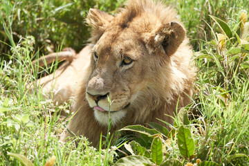 A Young Lion in the morning sun of Ngorongoro crater Serengeti