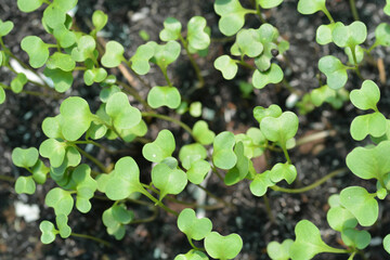 green leaves in garden macro background and texture 