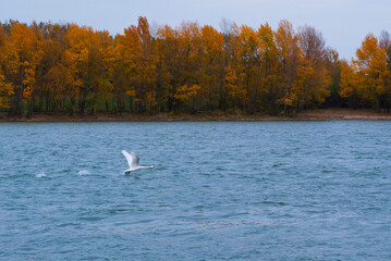 The white swan soars over the river against the background of the forest on an autumn day. Autumn forest on the lake shore.