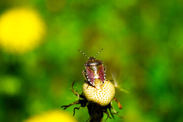 Closeup stink bug sits on a flower.