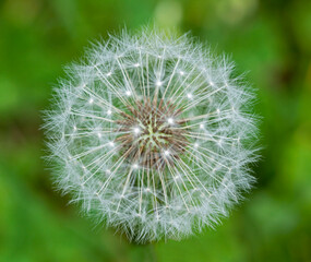 Seeds of common dandelion (Taraxacum officinale).