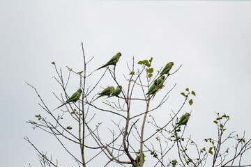 group of parrot on a tree