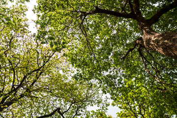 Tree canopy.