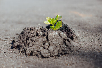 Close-up of green plant makes the way through concrete and asphalt, growing on the road - new life, power of nature, break rules, startup and out of the box thinking concept