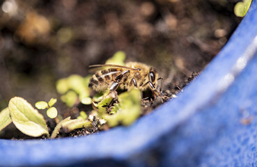 A close up of a Honeybee sunning itself in a plant pot.