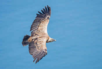 Griffon vulture (Gyps fulvus) over the sea.