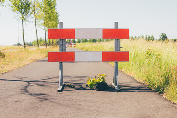 No passing zone sign on sidewalk or bicycle lane, damaged road because of plant growing through...