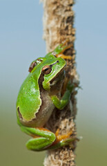  European tree frog (Hyla arborea)