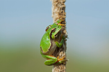 European tree frog (Hyla arborea)
