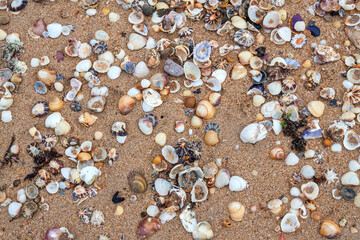 Shells in the sand. Background