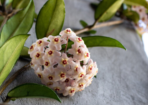 Wax plant, hoya carnosa, with water droplets climbing the wall