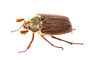 Male spang beetle (Melolontha melolontha) isolated against white blackground.