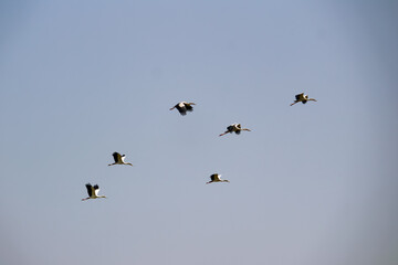 group of stork flying in sky
