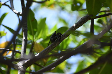 crab in a tree