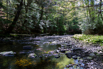 river in the forest